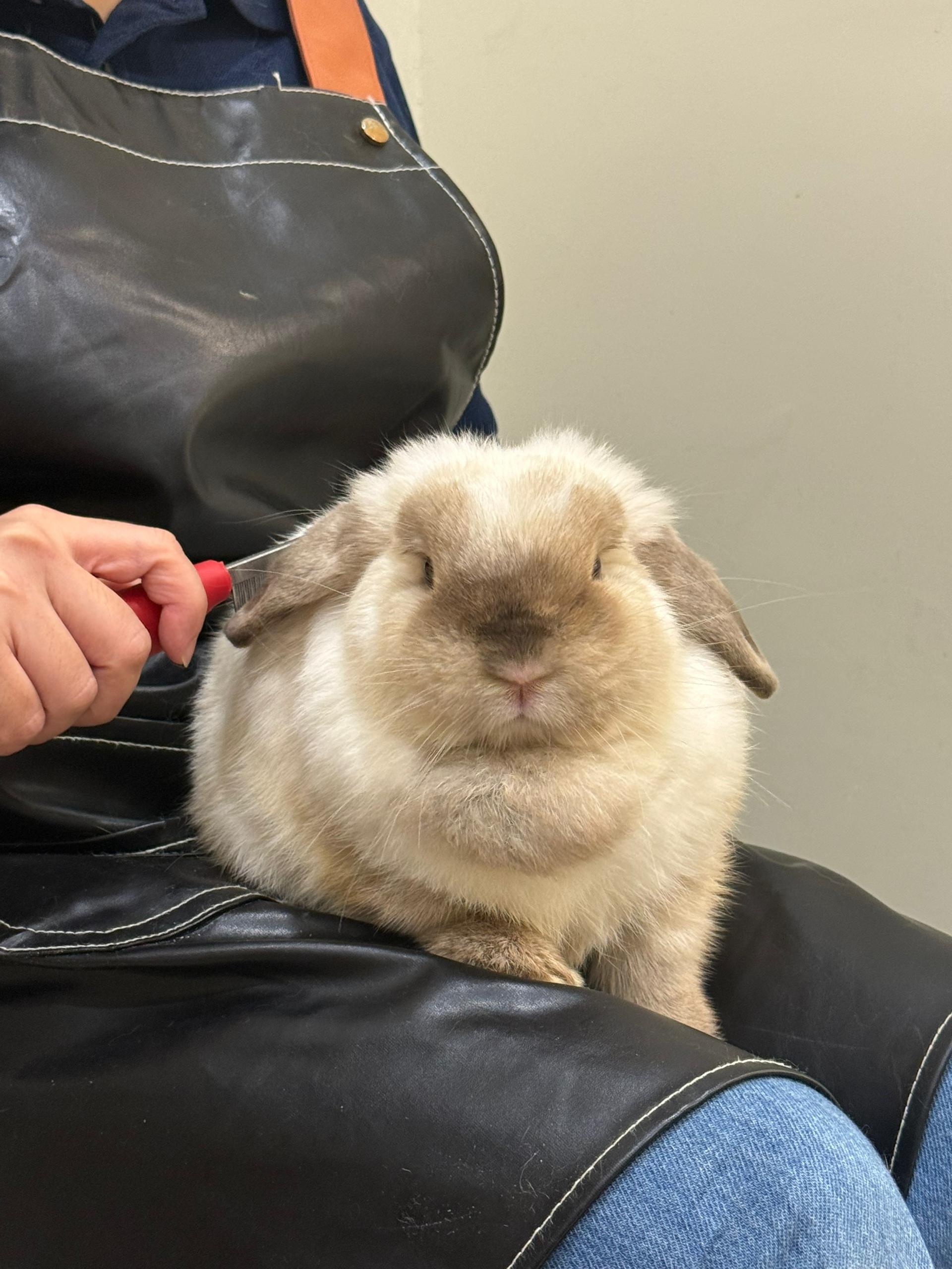 Full Grooming