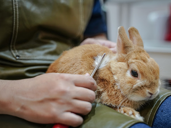 Basic Grooming